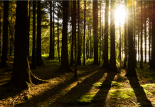 Green social prescribing pilots open for applications