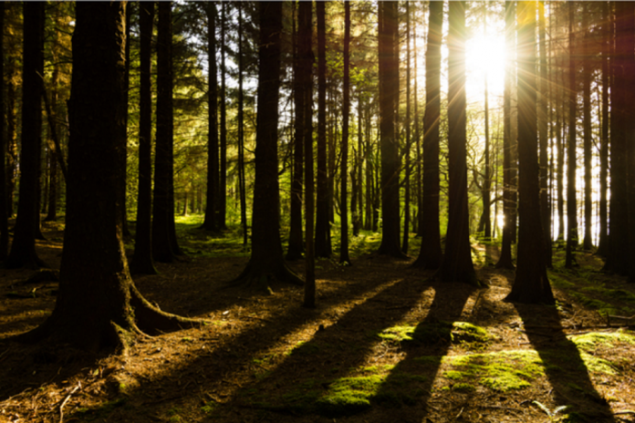 Green social prescribing pilots open for applications