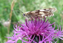 Nationally important wildflower grasslands get increased protection