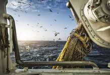 New guidance published to support commercial fishers, merchants and exporters from 1 January 2021