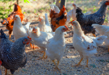Poultry farmers and pet bird keepers urged to prepare for winter avian flu