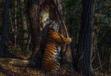 Snap of big cat cuddling tree is named photo of year by Kate Middleton | Royal | News (Reports)