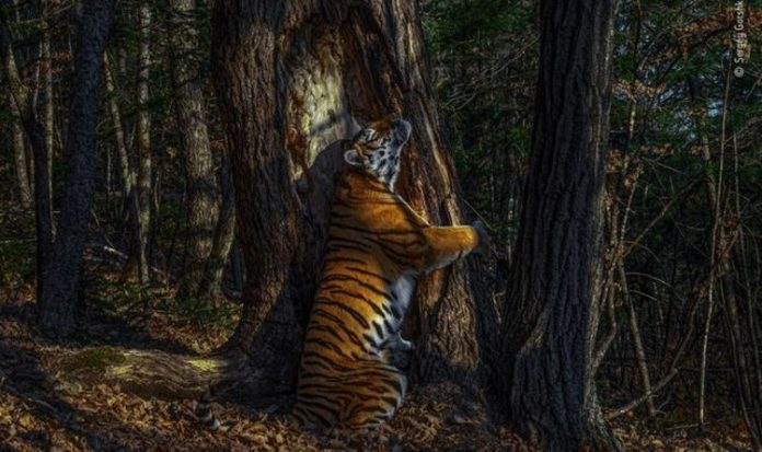 Snap of big cat cuddling tree is named photo of year by Kate Middleton | Royal | News