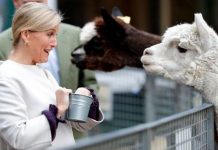 Sophie Wessex very amused as she meets film star alpaca – ‘You’ve got a funny face!’ | Royal | News (Reports)