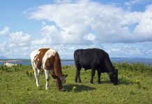 Training fund launched to help vets prepare for 1 January 2021