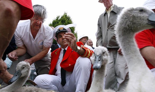 queen news queen elizabeth ii owns swan lakeland swan lottery royal news