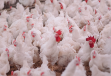 Avian Influenza incursion risk raised to high in Great Britain