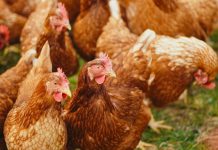 Avian influenza (bird flu) identified at Cheshire broiler breeder