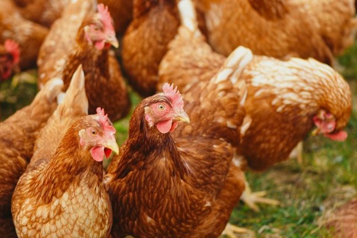 Avian influenza (bird flu) identified at Cheshire broiler breeder