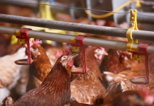 Avian influenza (bird flu) identified at Kent farm