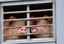 Barmy PETA activists demand memorial be erected to honour dead PIGS in Scotland | UK | News (Reports)