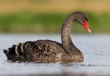 Bird flu outbreak: Britons warned to avoid black swans in Devon amid ‘devastating’ cases | UK | News (Reports)