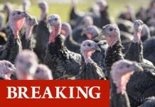 Bird flu outbreak: UK confirms virus at turkey farm in northern England – statement issued | UK | News (Reports)