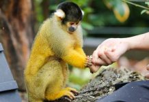 Britain’s zoos risk ‘extinction’ as red tape blocks emergency funds for hundreds of parks | UK | News (Reports)