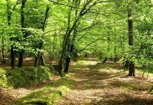 Consultation into Basic Payment Scheme allocations in the New Forest launched