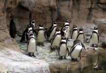 Coronavirus: £100m Zoo Animals Fund application deadline extended