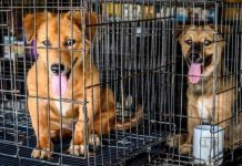 Coronavirus news: Unethical online puppy sales soar during lockdown | UK | News (Reports)
