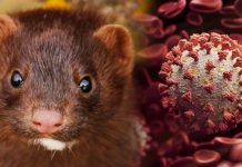 Covid minks: What is mink-related coronavirus and is it dangerous? | UK | News (Reports)