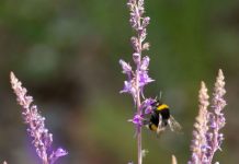 Defra launches the Healthy Bees Plan 2030 to help protect honey bees