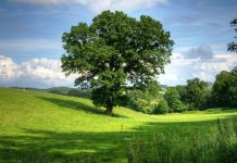 Environment Bill resumes passage through Parliament