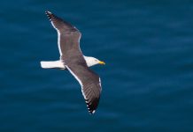 Extension of seabird haven to benefit 15,000 birds