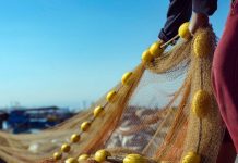 Fish Export Service trial period