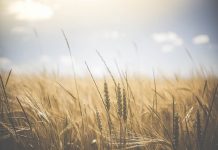 Government consults on use of fertilisers to clean up our air