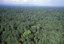 Government sets out world-leading new measures to protect rainforests