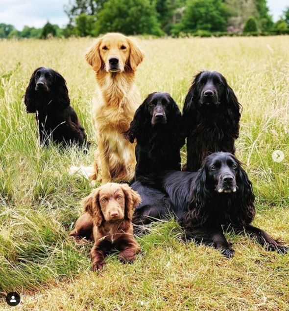 James Middleton dogs James Middleton dogs