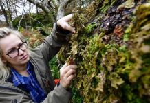 National Trust in mission to save ancient forest survivor from extinction | UK | News (Reports)