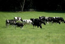 New UK-wide advice on ear tags for livestock exporters