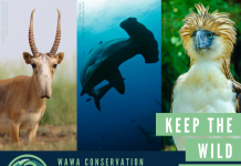 New charity raises funds for weird and wonderful species at risk of extinction New charity raises funds for weird and wonderful species at risk of extinction