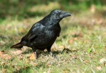 New general licences for the control of wild birds