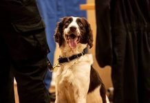 Newly trained dogs heading for prison wings to sniff out illegal drugs