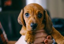 Pet lovers warned of deceitful sellers over Christmas period | UK | News (Reports)