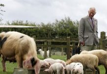 Prince Charles: We need a green recovery to change the world | Royal | News (Reports)