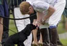Prince George ‘desperately sad’ over tragic loss of family pet Lupo | Royal | News (Reports)