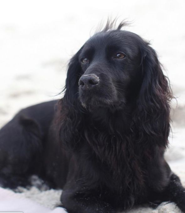 Prince William Kate dog Lupo Prince William Kate dog Lupo