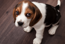 Puppy lovers should paws for thought to avoid being ‘Petfished’ this Christmas, warns Chief Veterinary Officer