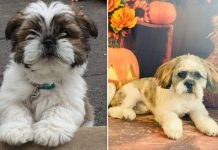 Puppy thief warning: Hunt after man tried to snatch dog from owner’s arms | UK | News (Reports)
