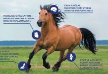 RedHealth Wearable Equine PEMF Devices – PEMF Therapy For Horses RedHealth Wearable Equine PEMF Devices – PEMF Therapy For Horses