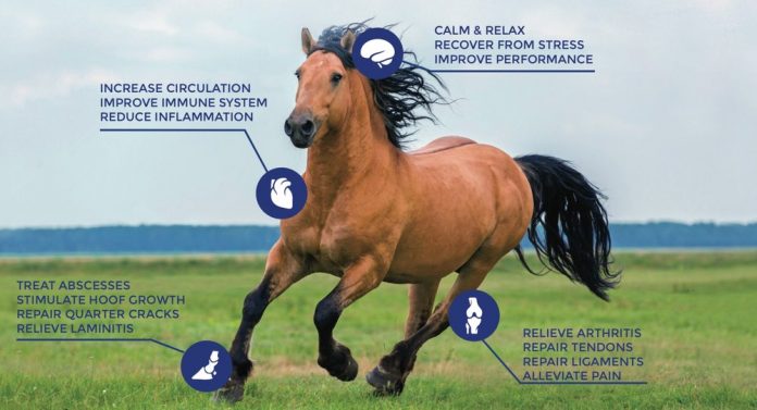 RedHealth Wearable Equine PEMF Devices – PEMF Therapy For Horses