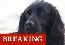Royal heartbreak as Prince William and Kate’s beloved family dog Lupo dies | Royal | News (Reports)