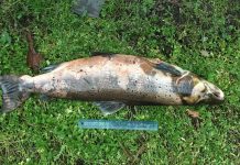SUSPECTED POACHERS DETAINED AFTER RURAL CRIME OPERATION IN COUNTY DURHAM