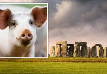 Stonehenge mystery: Ancient monument builders ‘left no trace’ by ‘feeding dead to pigs’ | UK | News (Reports)