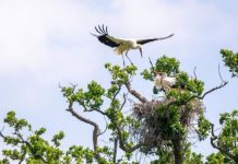 Storks nest in Britain for first time since being hunted to extinction 500 years ago | UK | News (Reports)