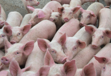 UK veterinary antibiotics sales among lowest levels recorded in Europe