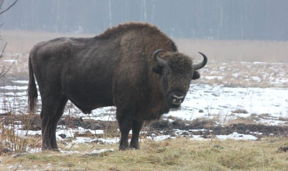 bison