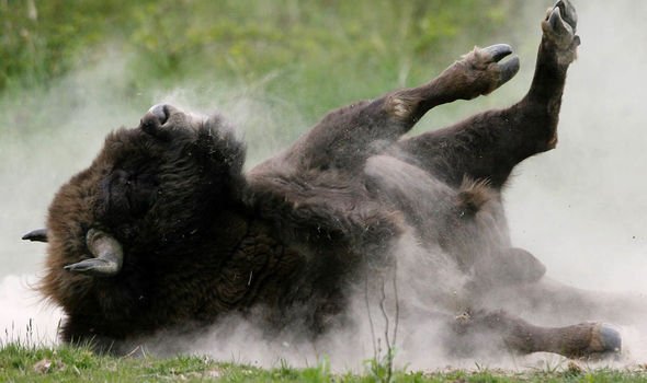 bison