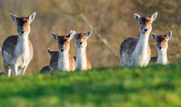 deer